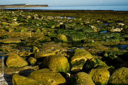 Stones in sea green algae