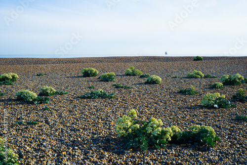 flowers on pebbles on the beach photo