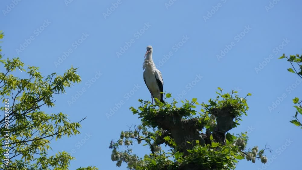 White stork in a nest in nature France, Alsace White stork in a nest in nature France, Alsace