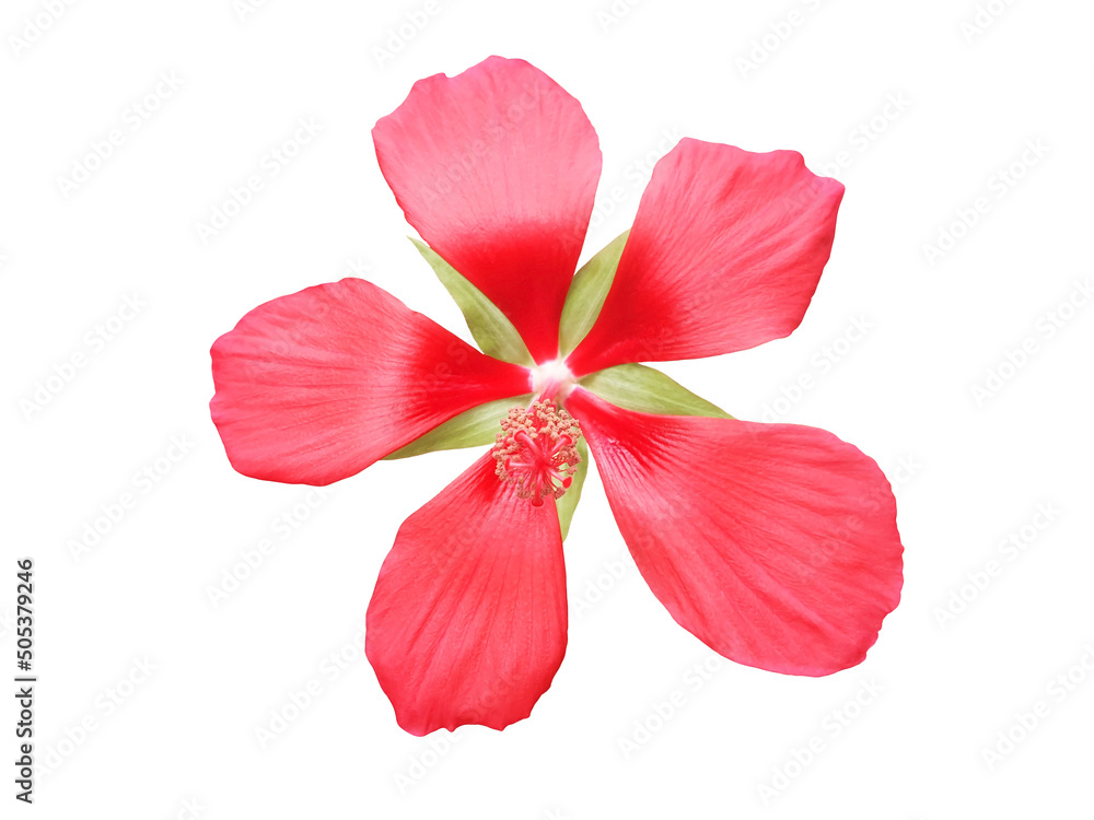 Isolated red hibiscus coccineus walter flower. Isolated red hibiscus coccineus walter flower.