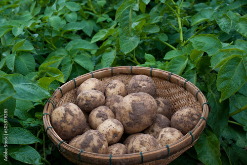 Potatoes in a basket on a green background of potato leaves.