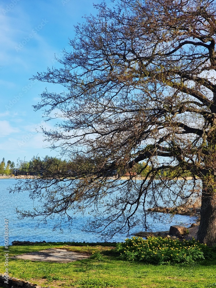 tree on the shore