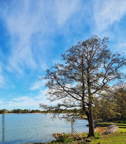 tree on the lake