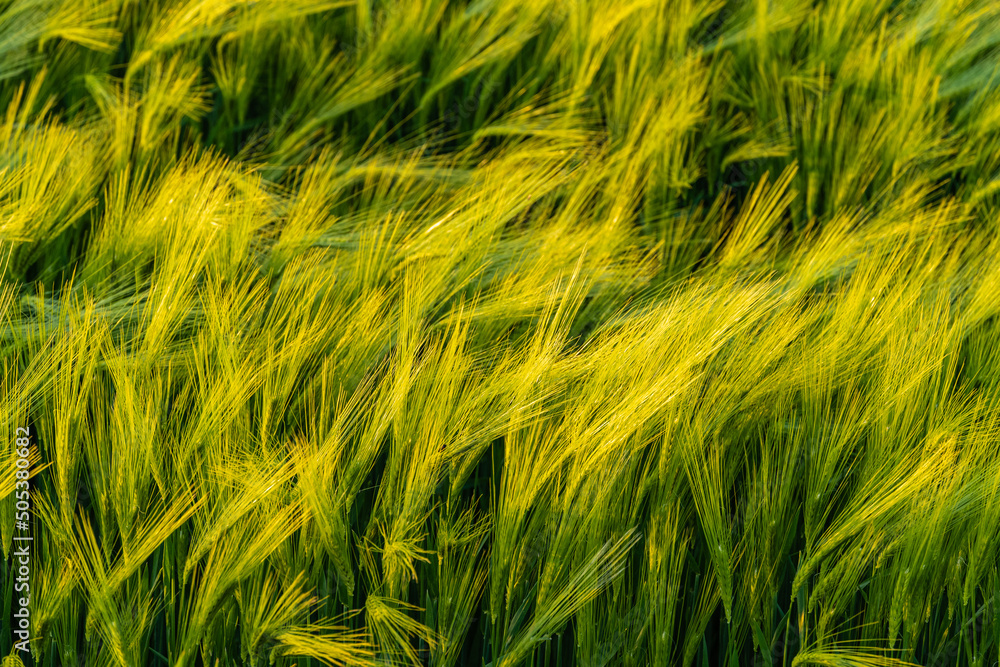 Huge field of ears of winter wheat in windy weather. Ears of wheat close-up. Beautiful spring landscape at sunset. Nature concept for design. Selective focus. Huge field of ears of winter wheat in windy weather. Ears of wheat close-up. Beautiful spring landscape at sunset. Nature concept for design. Selective focus.