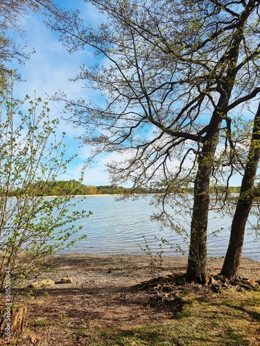 Fototapeta Naklejka Na Ścianę i Meble -  tree in the water