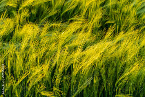 Huge field of ears of winter wheat in windy weather. Ears of wheat close-up. Beautiful spring landscape at sunset. Nature concept for design. Selective focus.