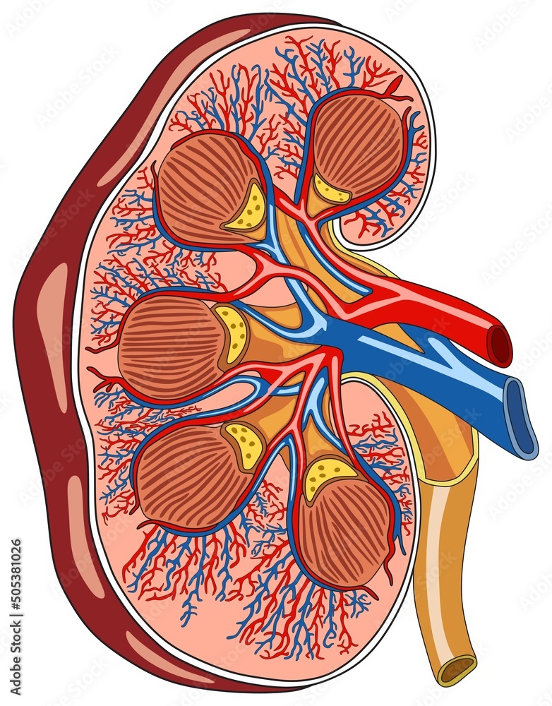 Explore the Intricate Anatomy of the Urinary System