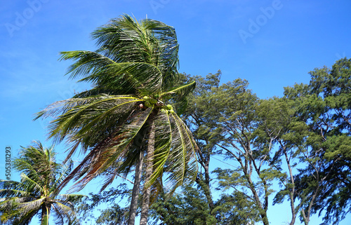 Coconut tree movement by wind