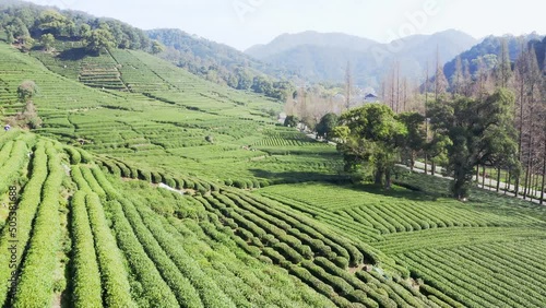 aerial view of beautiful green tea plantation in hangzhou longjin countryside
 photo