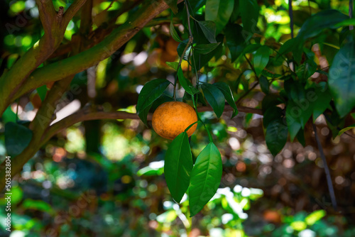 Close-up of oranges from an orange tree growing in a farm orchard