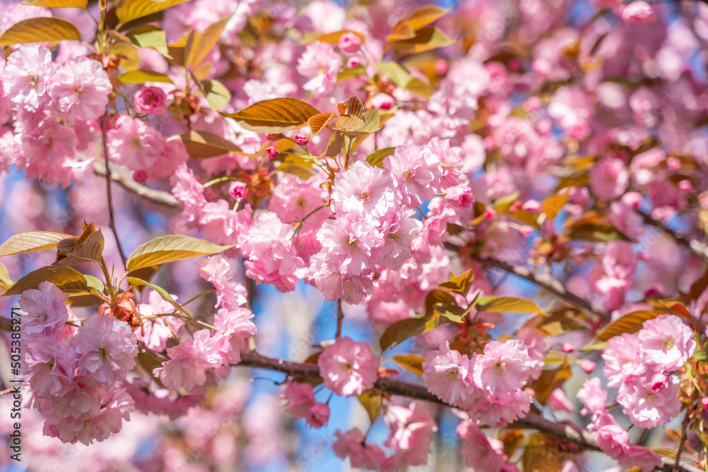 Double cherry blossoms in full bloom. A tree branch with flowers against a blue sky and the sun shines through the flowers. Double cherry blossoms in full bloom. A tree branch with flowers against a blue sky and the sun shines through the flowers.