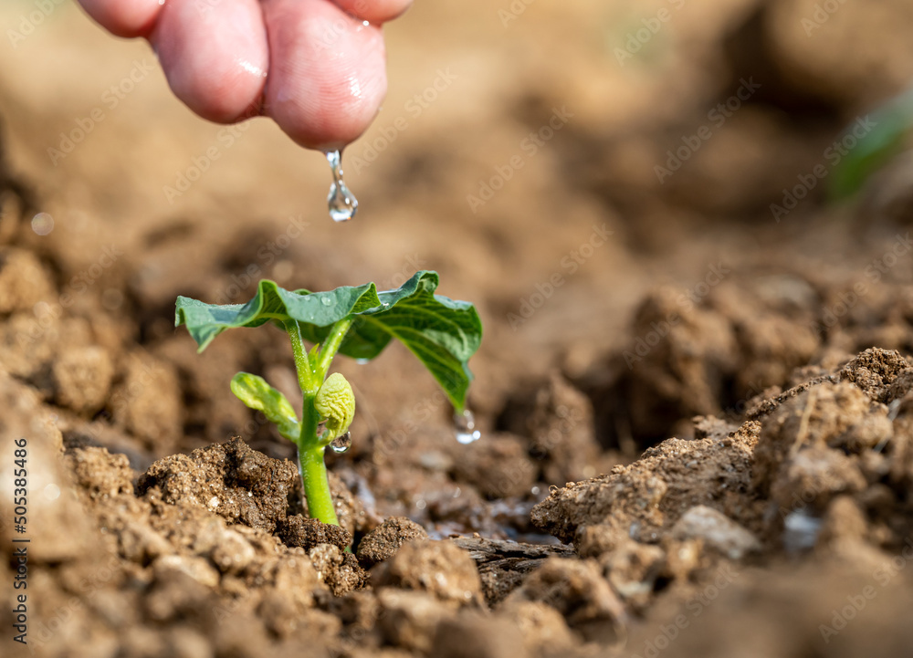 Wall Mural Farmer cultivating vegetables and watering bean sprout on agricultural field