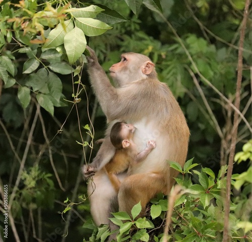 Mommy and baby rhesus macaque monkey in a tender moment