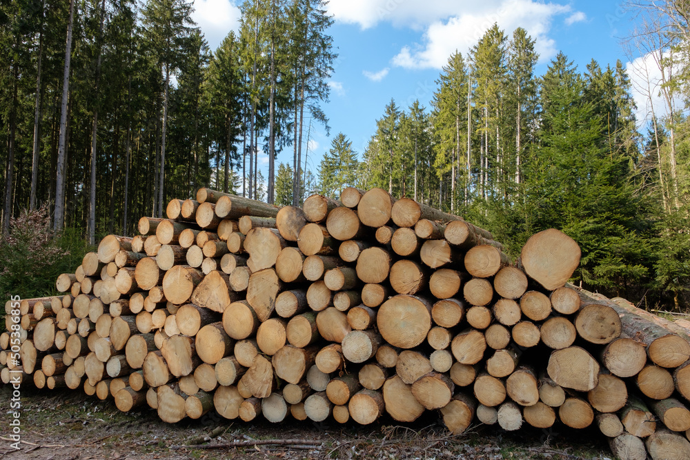 Ein Holzstapel mit Baumstämmen liegt in einem Wald vor Nadelbäumen und blauen Himmel
