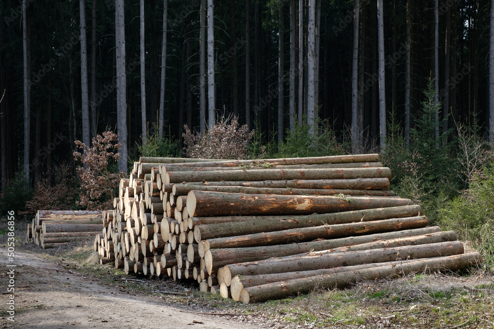 Forstwirtschaft: Baumstämme / Holz liegt im Wald an einem Weg (Bauholz / Brennholz)