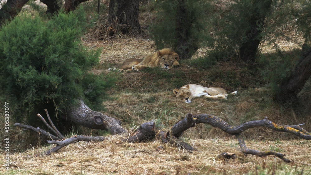 Lion 2 Lion 2