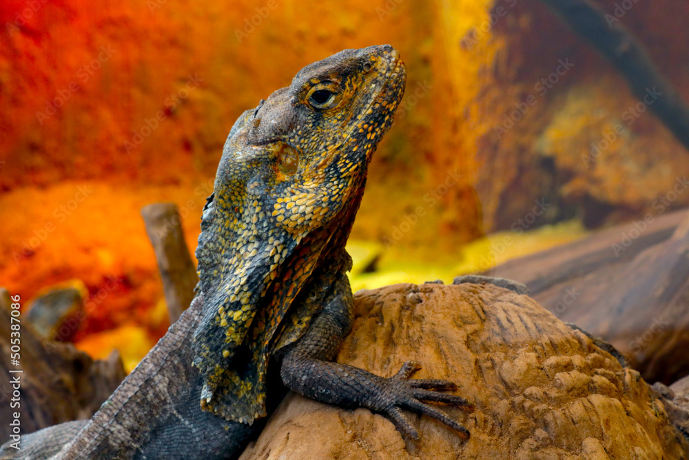 On the rocks sits a beautiful lizard in the park. On the rocks sits a beautiful lizard in the park.