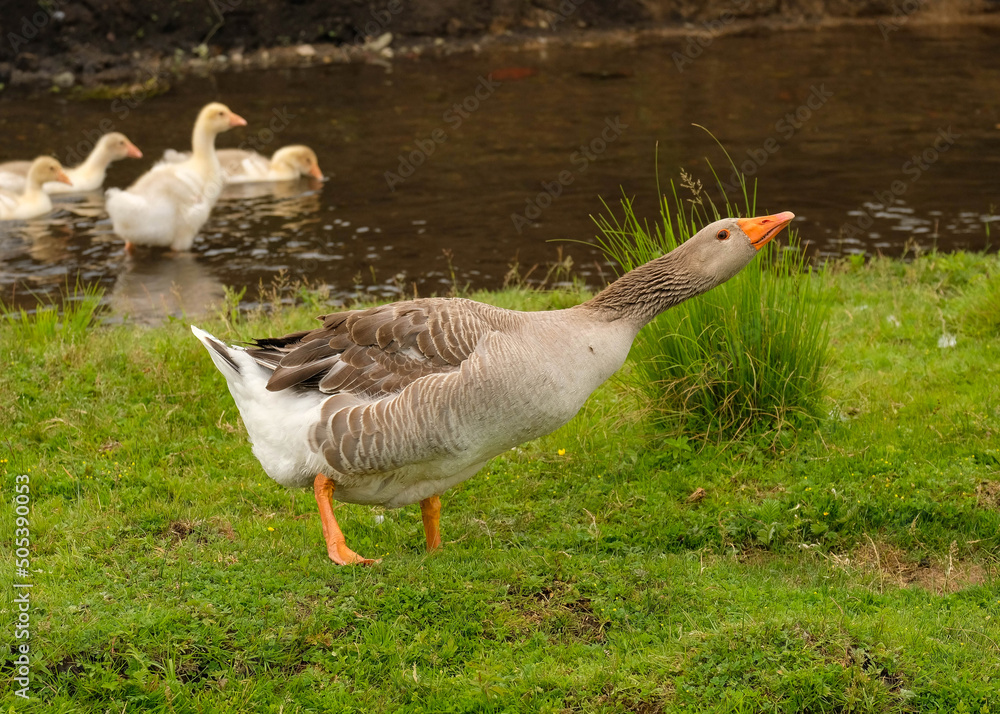 Great gray goose hisses to protect goslings Great gray goose hisses to protect goslings