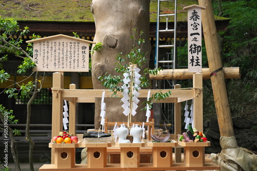 Nagano, Japan - May 17, 2022: Just after completing the rebuilding Onbashira or pillars at Harumiya of Suwa Shrine at May 17, 2022. 
 photo