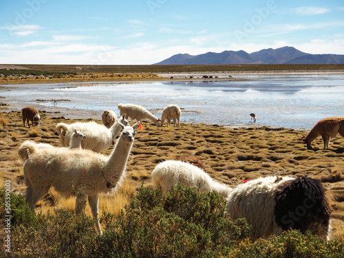 Lama stoi w pięknym południowoamerykańskim krajobrazie altiplano