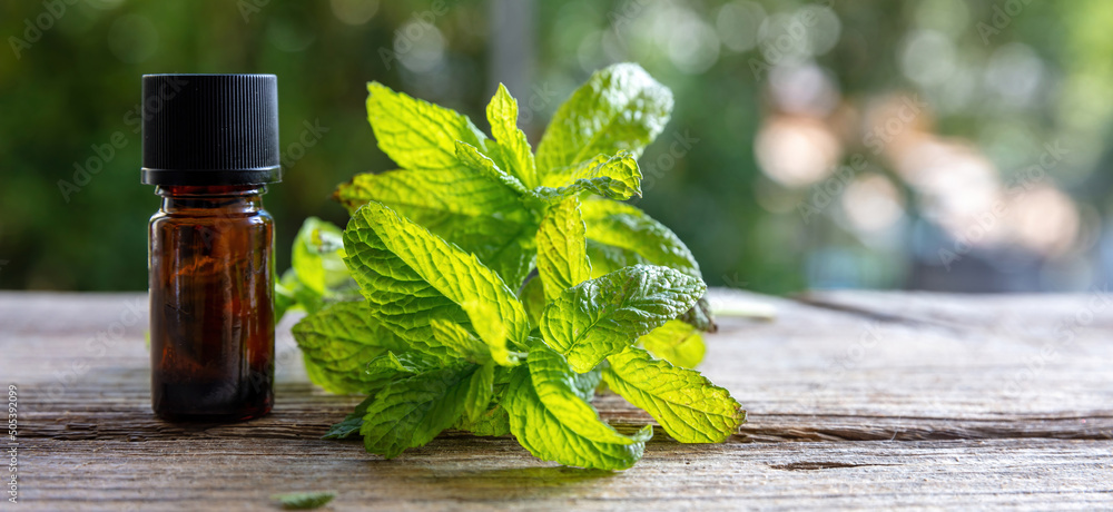 Peppermint mint essential oil on table, close up. Aromatherapy bloom herb, copy space Peppermint mint essential oil on table, close up. Aromatherapy bloom herb, copy space