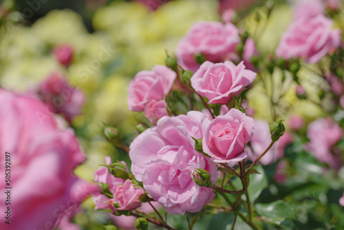 ピンク色の可憐なバラの花　与野公園　5月 © 正人 竹内