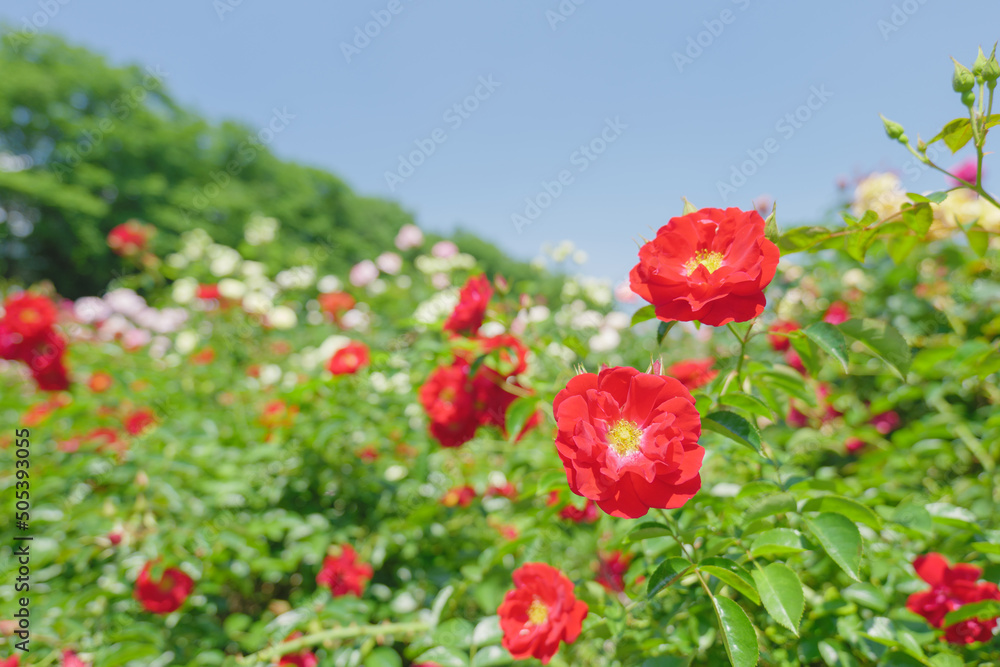 初夏の青空と赤いバラ　与野公園