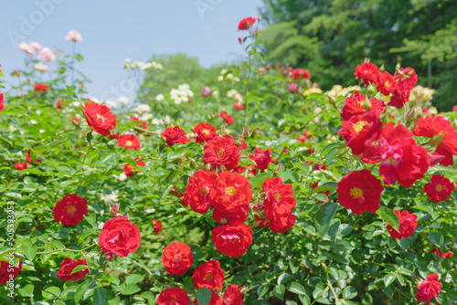 初夏の青空と赤いバラ 与野公園