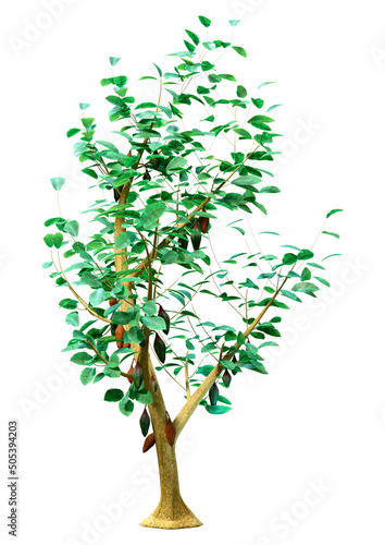 3D Rendering Cocao Tree on White
