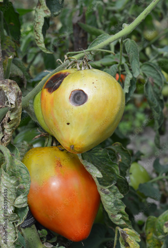 Φωτογραφία The fungus buckeye rot of tomato caused by the pathogen Phytophthora parasitica badly affected a tomato plant