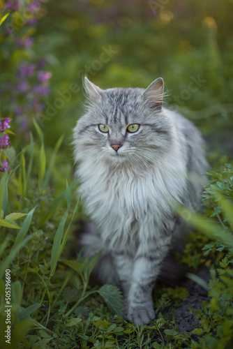 Photo of a beautiful fluffy cat in a spring garden.