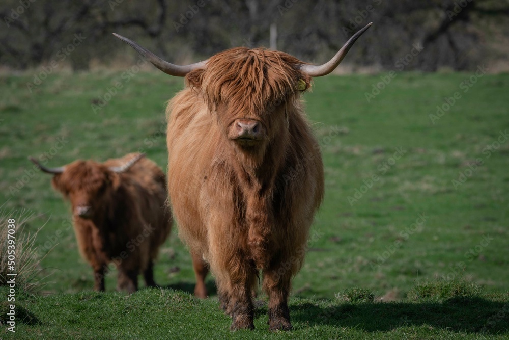 Highland Cows Highland Cows