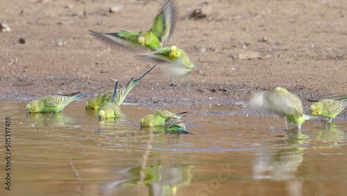 budgie flock drinking from a the hugh river at redbank waterhole photo