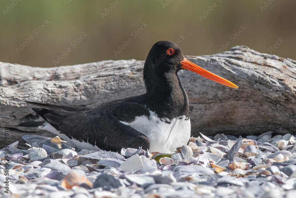 Single oystercatcher. Black and white bird with long straight red beak standing in green grass with blurred background Single oystercatcher. Black and white bird with long straight red beak standing in green grass with blurred background
