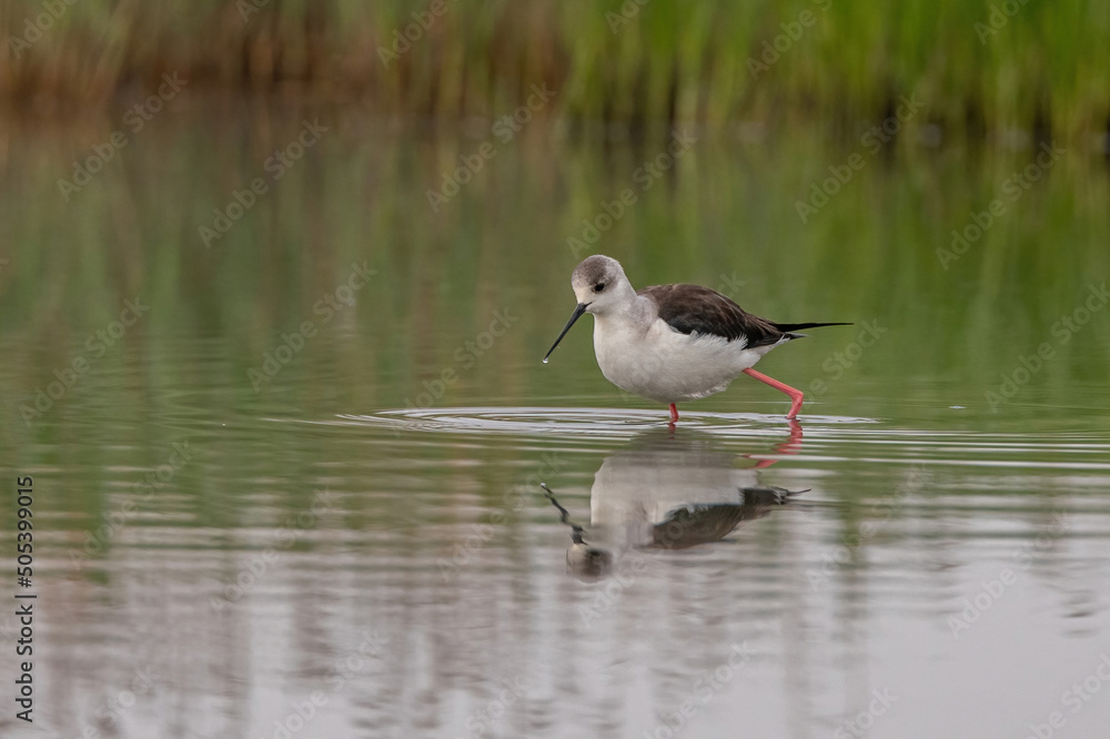 The black-winged stilt (Himantopus himantopus) bird on salt lake The black-winged stilt (Himantopus himantopus) bird on salt lake