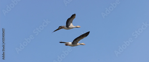 greylags in flight