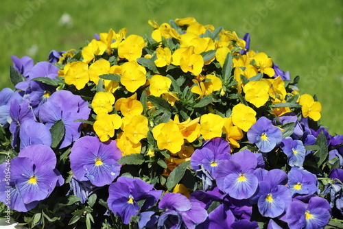 yellow and violet flowers in the garden 