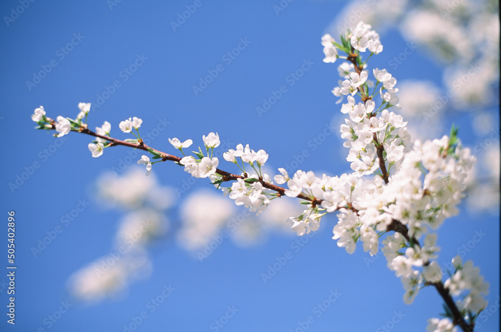 Beautiful blooming flowers of apple tree