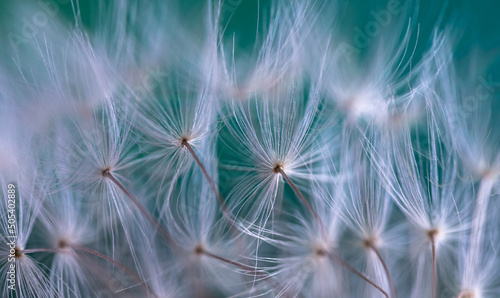 Dandelion seeds dancing in the breeze