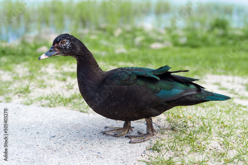 black duck stands on its paws on the shore of the lake