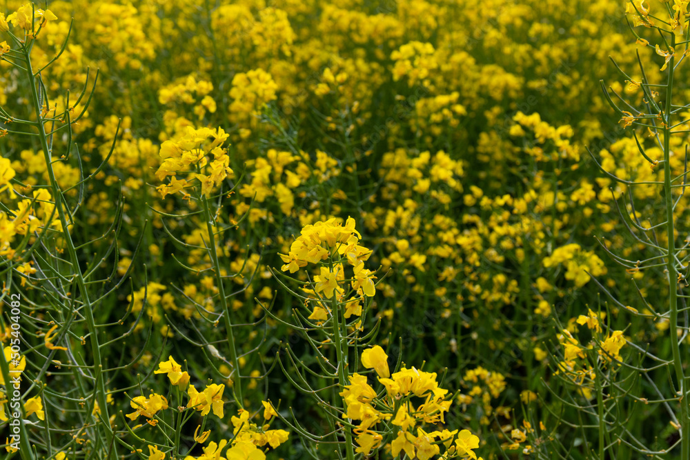 Detail of flowering rapeseed field. Rapeseed field. Agriculture, biotechnology, fuel, food industry, alternative energy, environmental conservation.