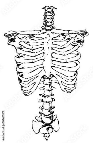 Hand drawn pen and ink study of the human ribcage and spine - vectorised in PS