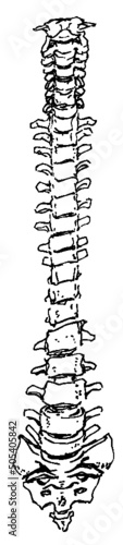 Hand drawn pen and ink study of the human ribcage and spine - vectorised in PS