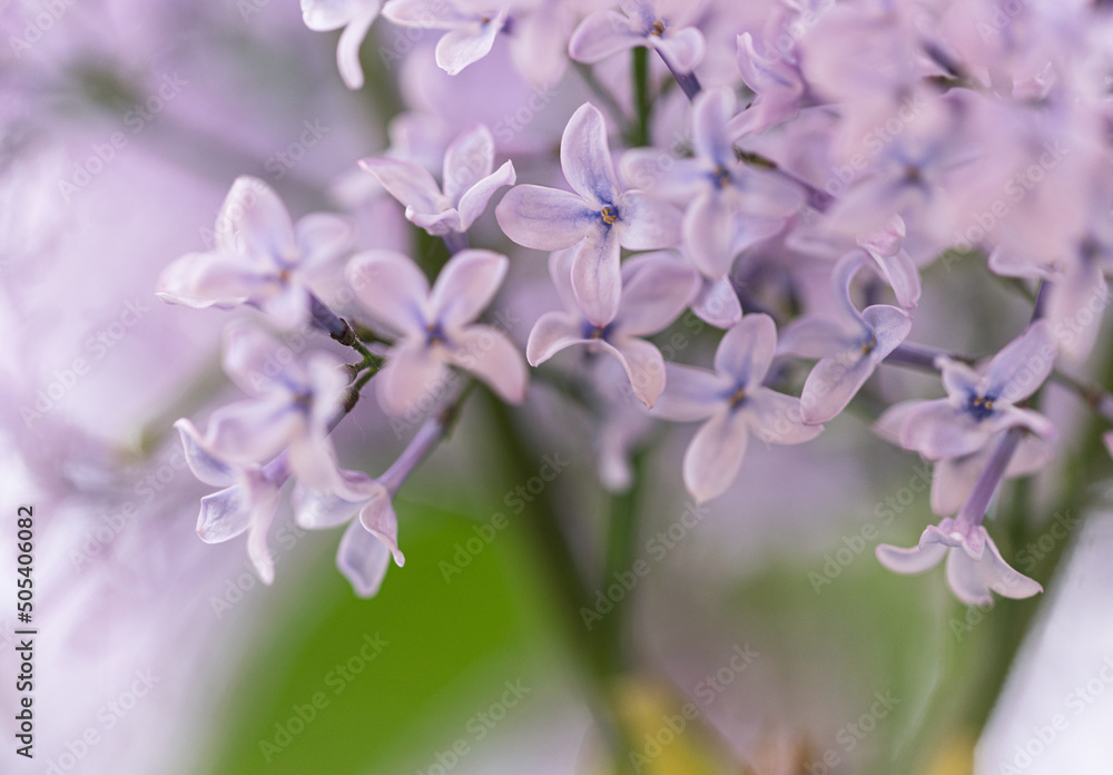 bright spring flowers. soft purple lilac. Photo wallpapers bright spring flowers. soft purple lilac. Photo wallpapers