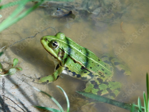 edible frog Pelophylax kl. esculentus rana European frog, also known as the common water frog green frog delicacy frog legs widespread and common frog has many common names, including European dark- photo