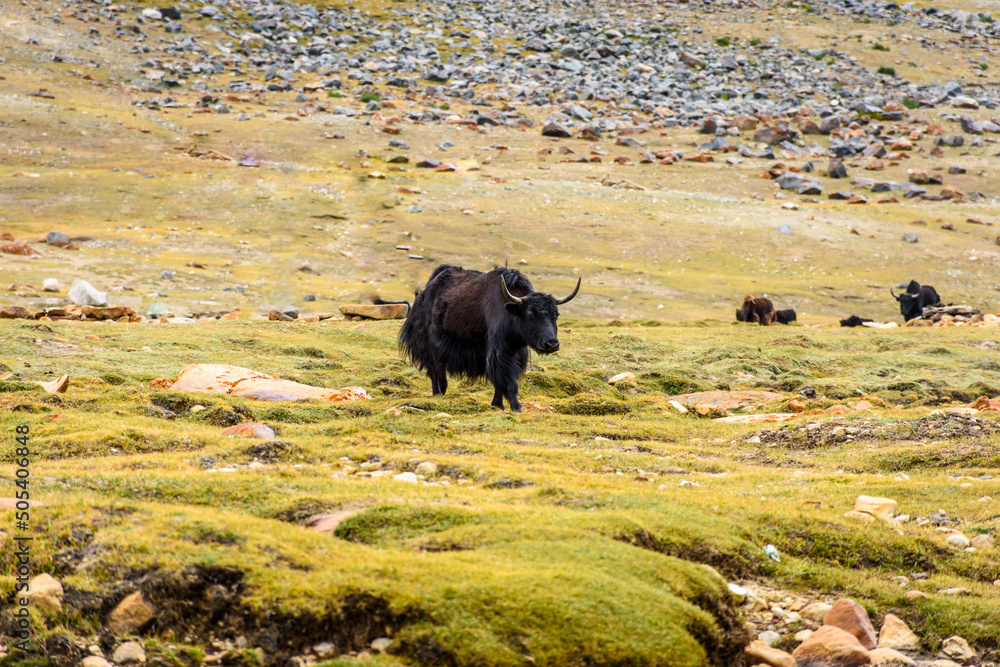 Yak in Ladakh Stock Photo | Adobe Stock