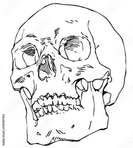 Hand drawn pen and ink study of the human skull - vectorised in PS photo