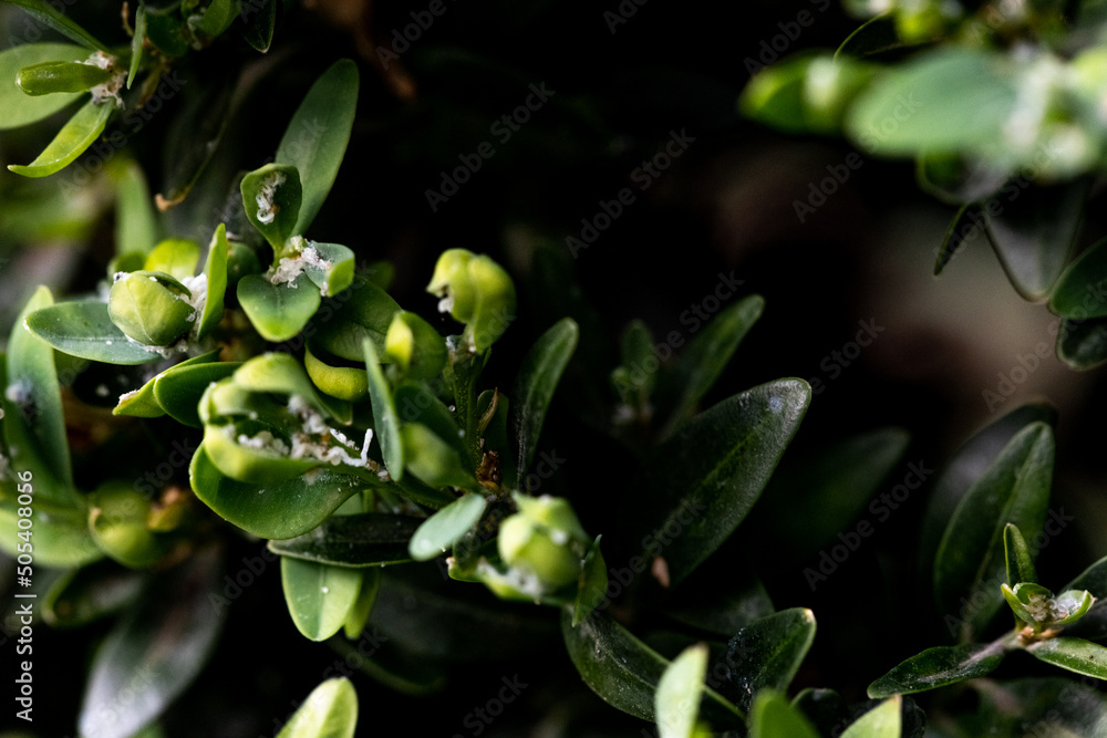 parasites on greenery. green leaves close-up. parasites on greenery. green leaves close-up.