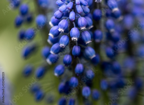 Muscari. small blue flowers on a flowerbed