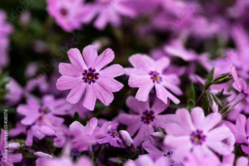 beautiful subulate ground cover flowers of phlox with small flowers in the garden